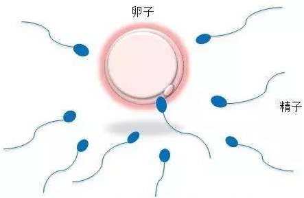 婴儿