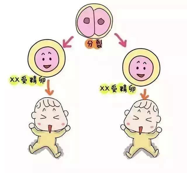 冬瓜