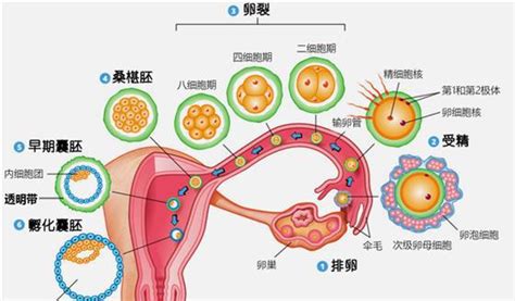 怀孕初期