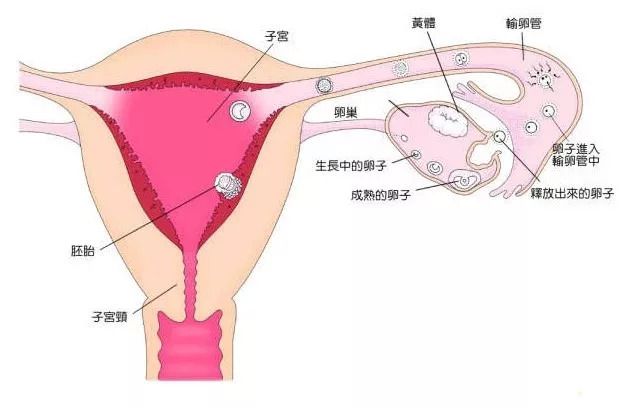新生儿