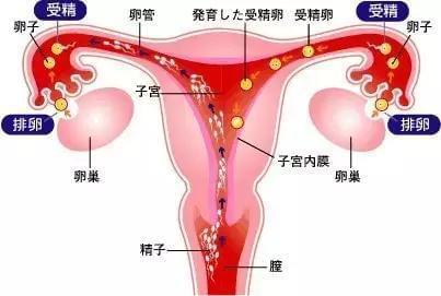 分娩机体验
