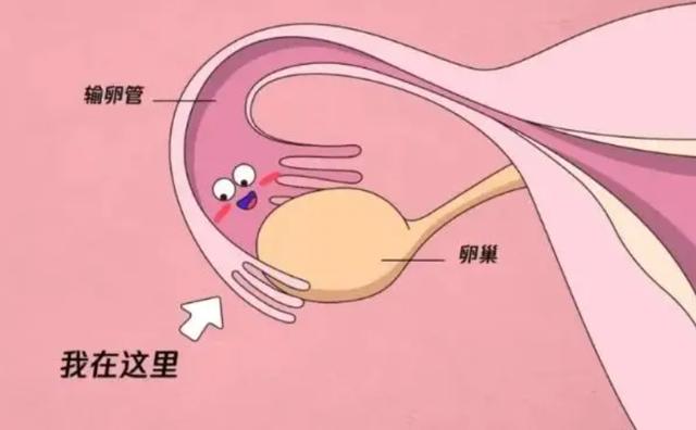 唐山捐卵